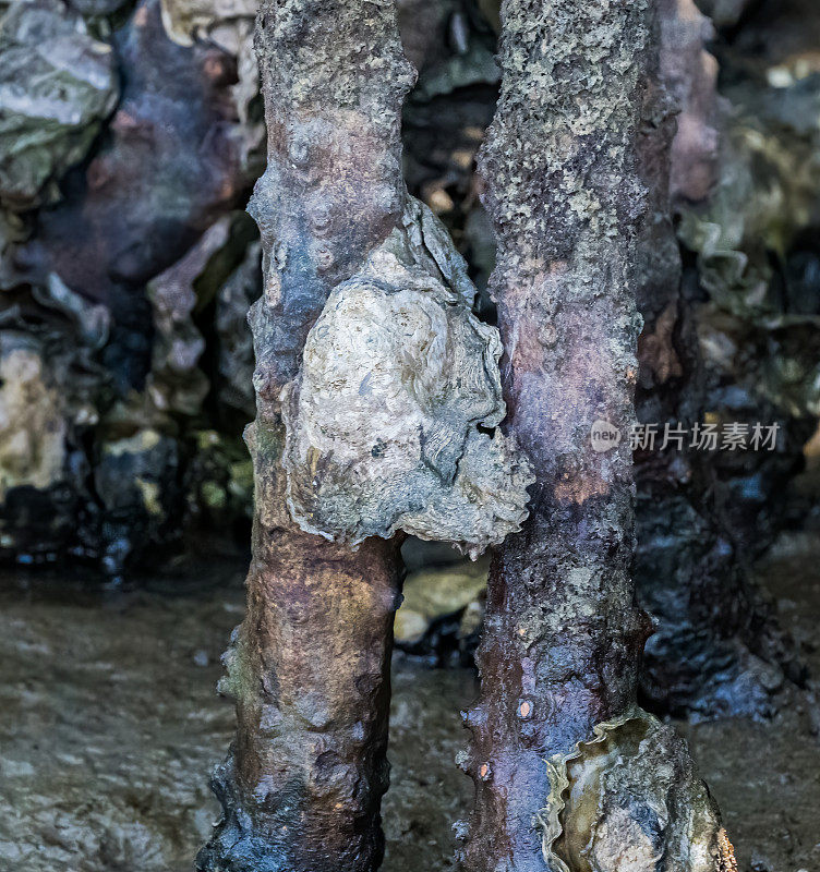 墨西哥西北部沿海泻湖的红树牡蛎Saccostrea palmula生长在墨西哥下加利福尼亚州南部圣伊格纳西奥泻湖的红树根部。牡蛎类。